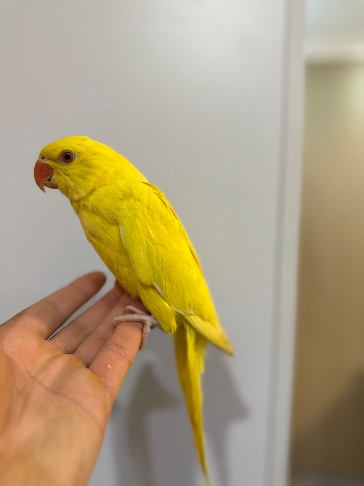 Ожерелові папуги молоді для розмови