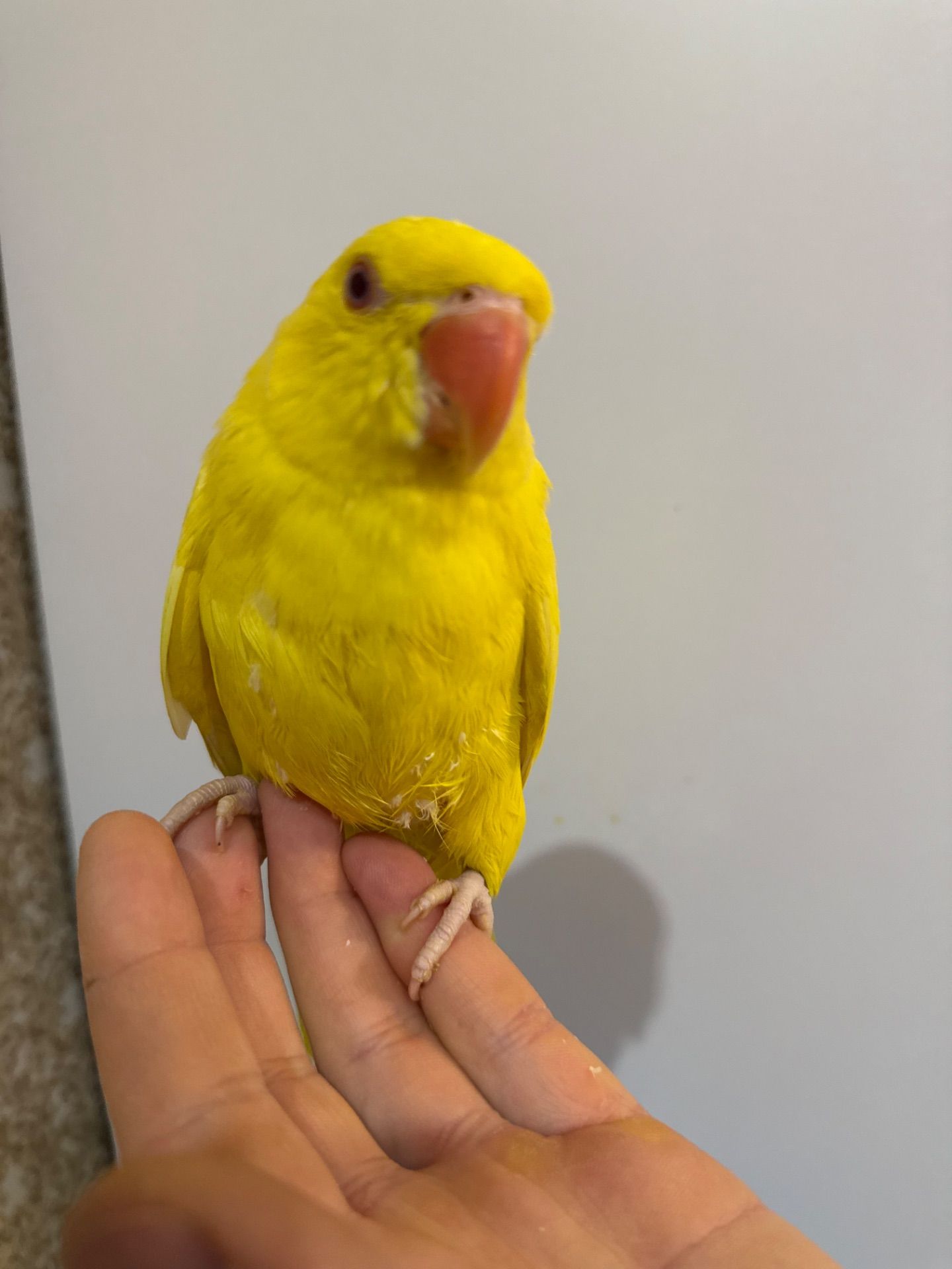 Ожерелові папуги молоді для розмови