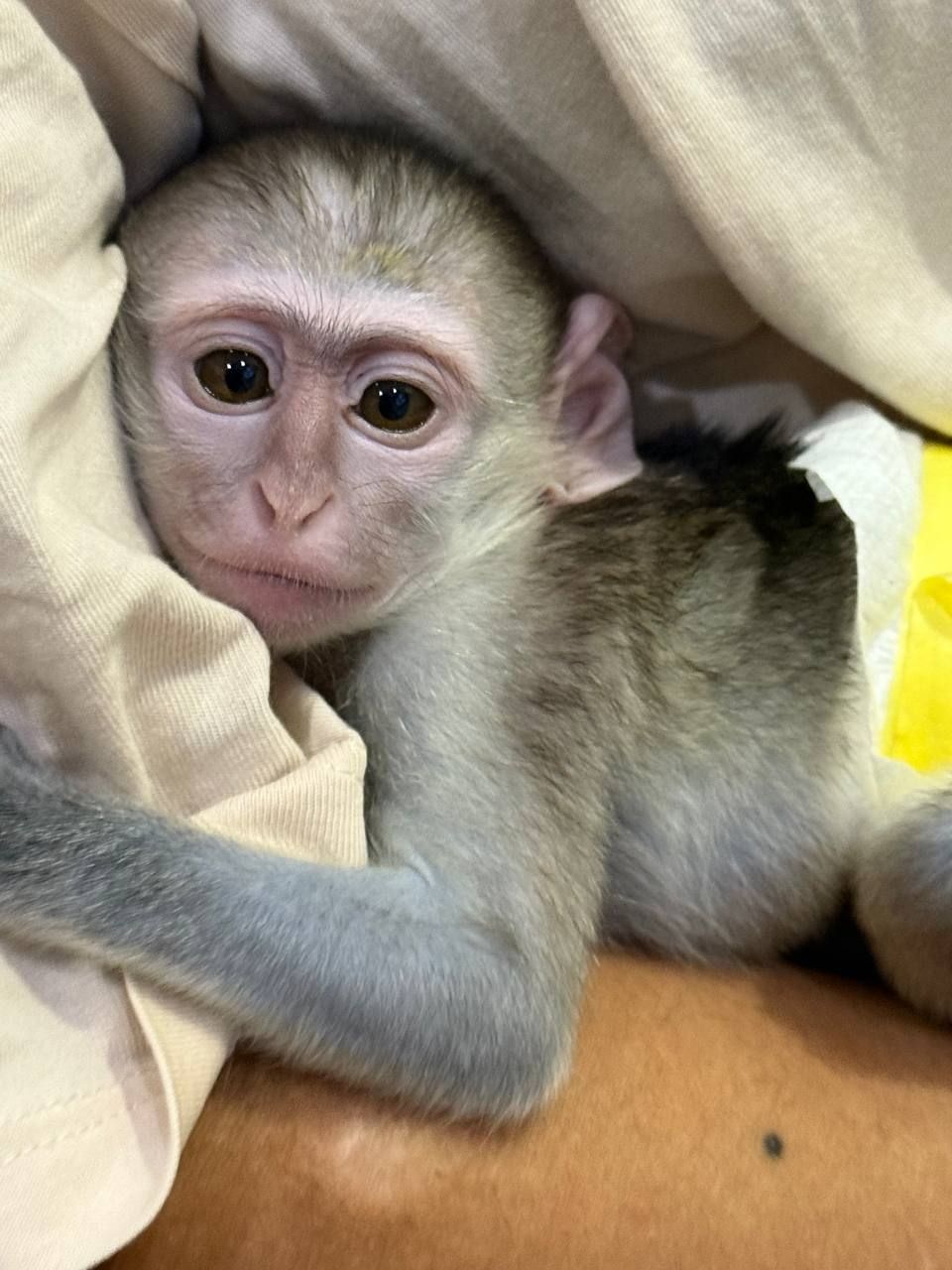 Мавпа малюк вірветка