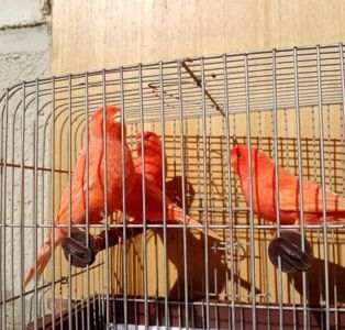 Співочі канари самці та самки