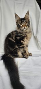 Крутая девочка мейн кун