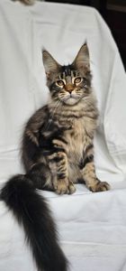 Крутая девочка мейн кун