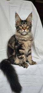 Крутая девочка мейн кун