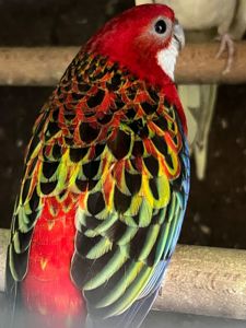 Розелла різнокольорові пташки розелли