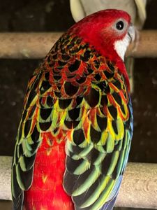 Розелла різнокольорові пташки розелли