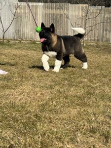 Honda девочка Американская Акита КСУ