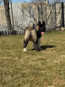 Honda девочка Американская Акита КСУ