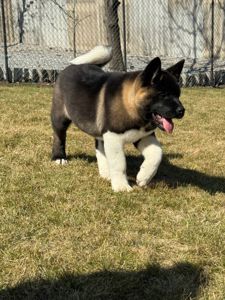 Honda девочка Американская Акита КСУ