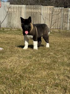 Honda девочка Американская Акита КСУ