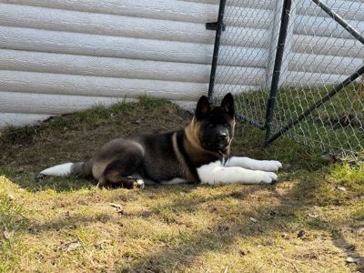 Honda девочка Американская Акита КСУ