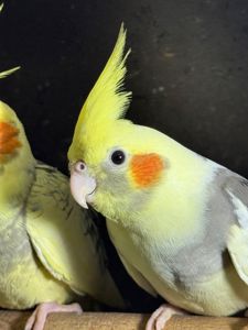 Гарні папуги з хохолком Корелла