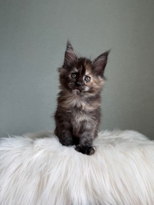 Дівчинка Мейн кун