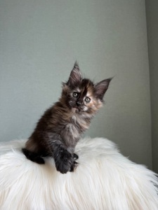 Дівчинка Мейн кун