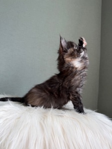 Дівчинка Мейн кун