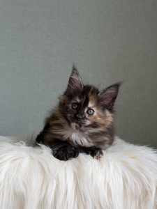 Дівчинка Мейн кун