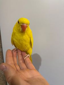 Ожерелові папуги молоді для розмови