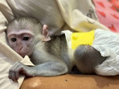 Мавпа малюк вірветка