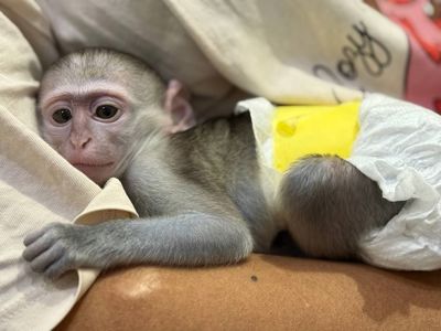 Мавпа малюк вірветка