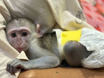 Мавпа малюк вірветка