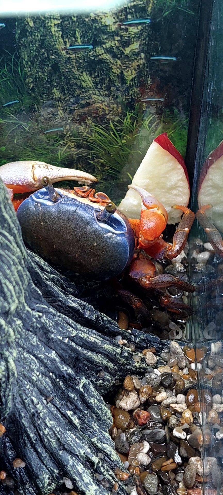 Райдужний краб