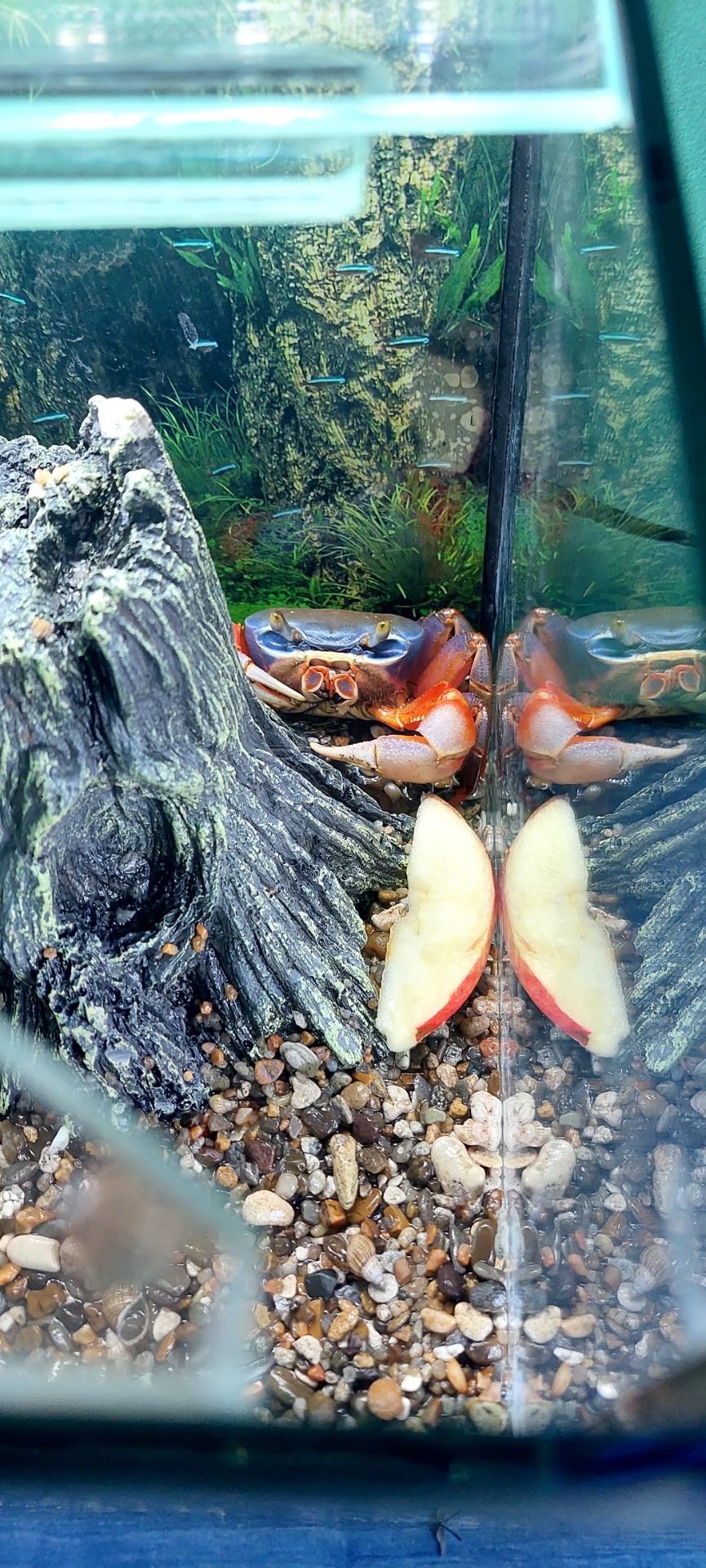 Райдужний краб