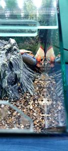 Райдужний краб