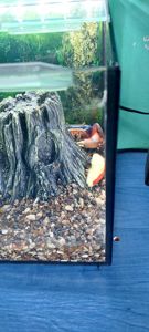 Райдужний краб