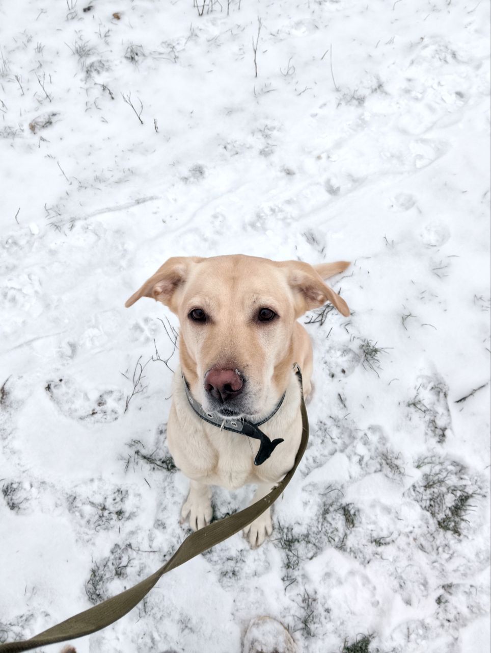 Красавица Лекси ищет новый дом!