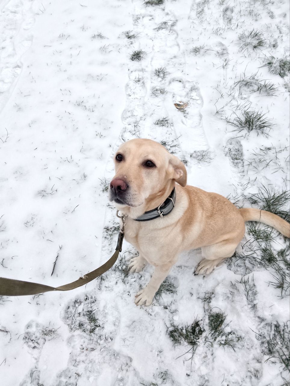 Красавица Лекси ищет новый дом!