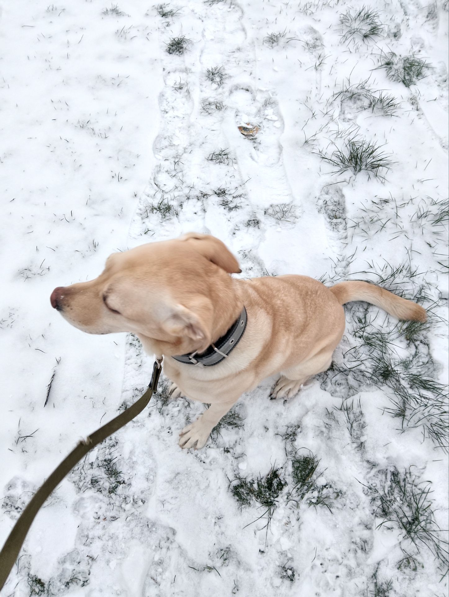 Красавица Лекси ищет новый дом!