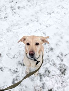 Красавица Лекси ищет новый дом!