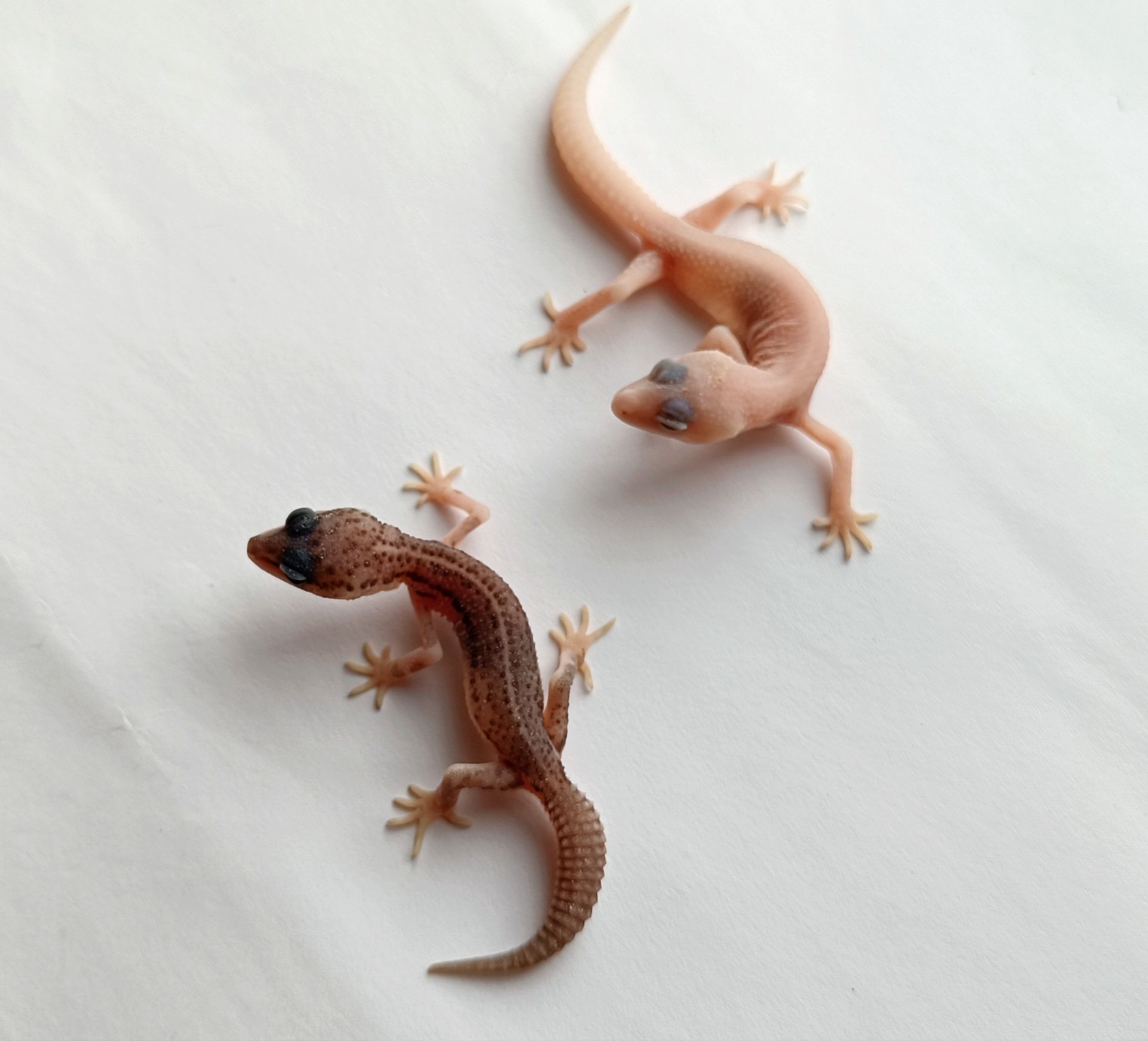 Леопардовий геккон