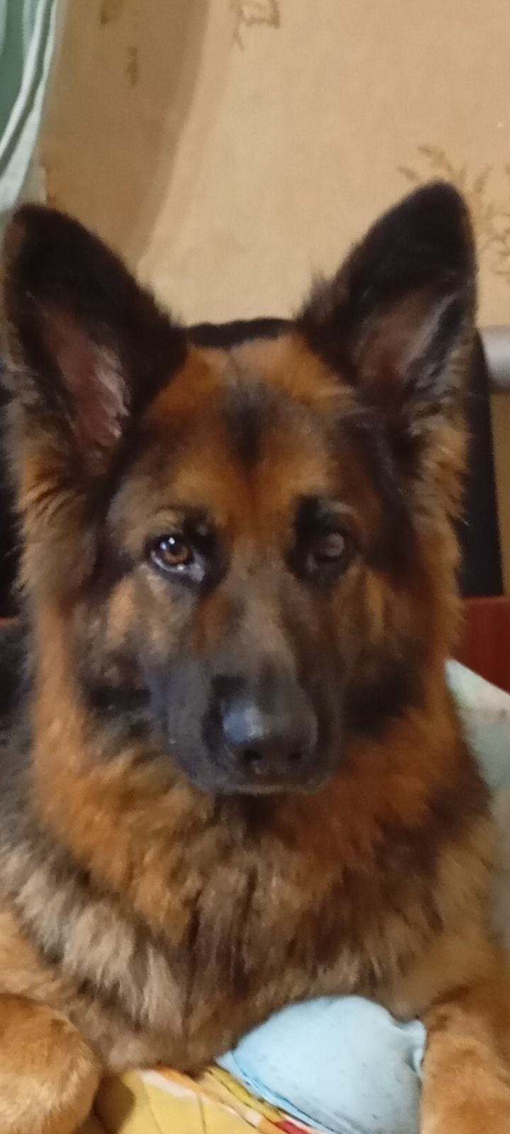 Бронювання цуценят німецької вівчарки.