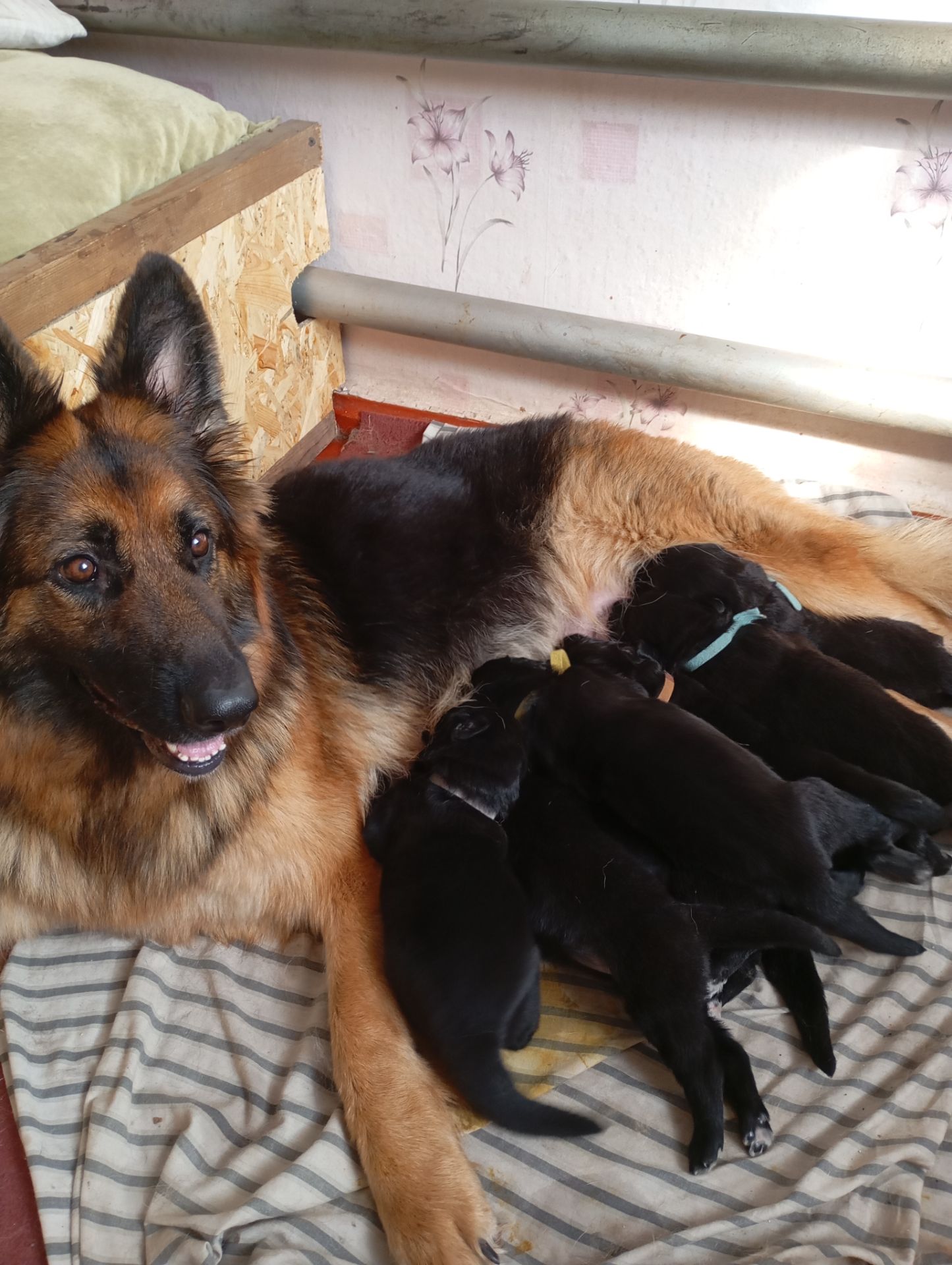 Бронювання цуценят німецької вівчарки.