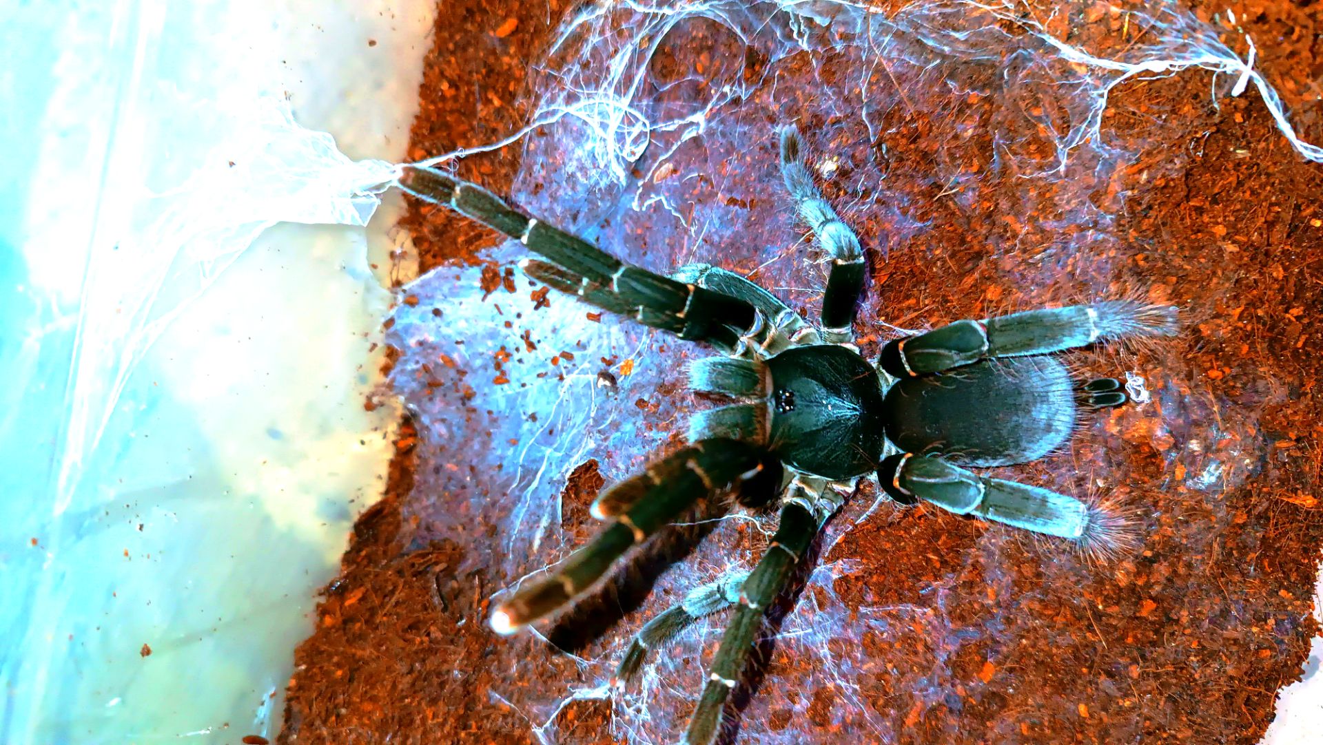 Паук птициед