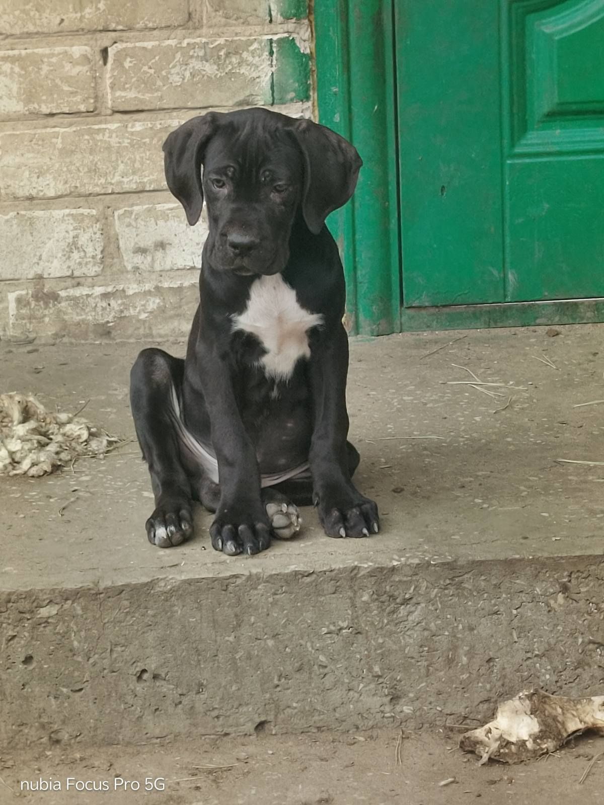 Щенки Кане Корсо