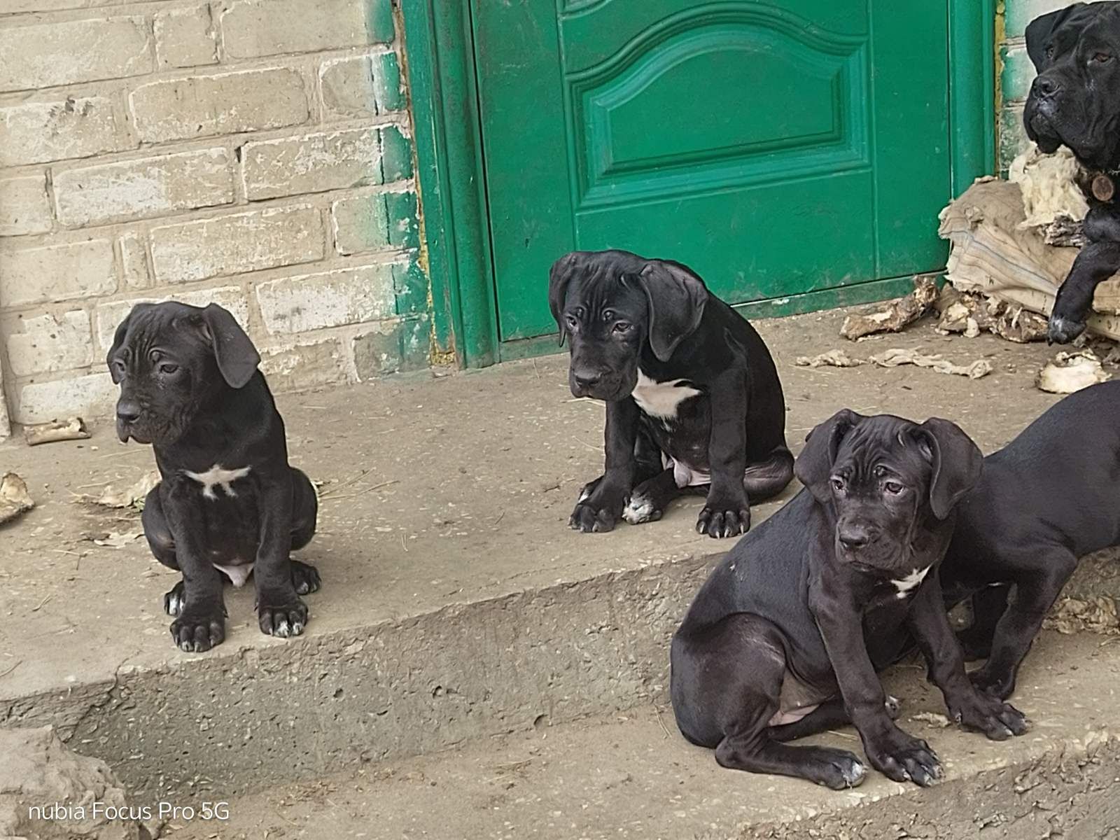 Щенки Кане Корсо