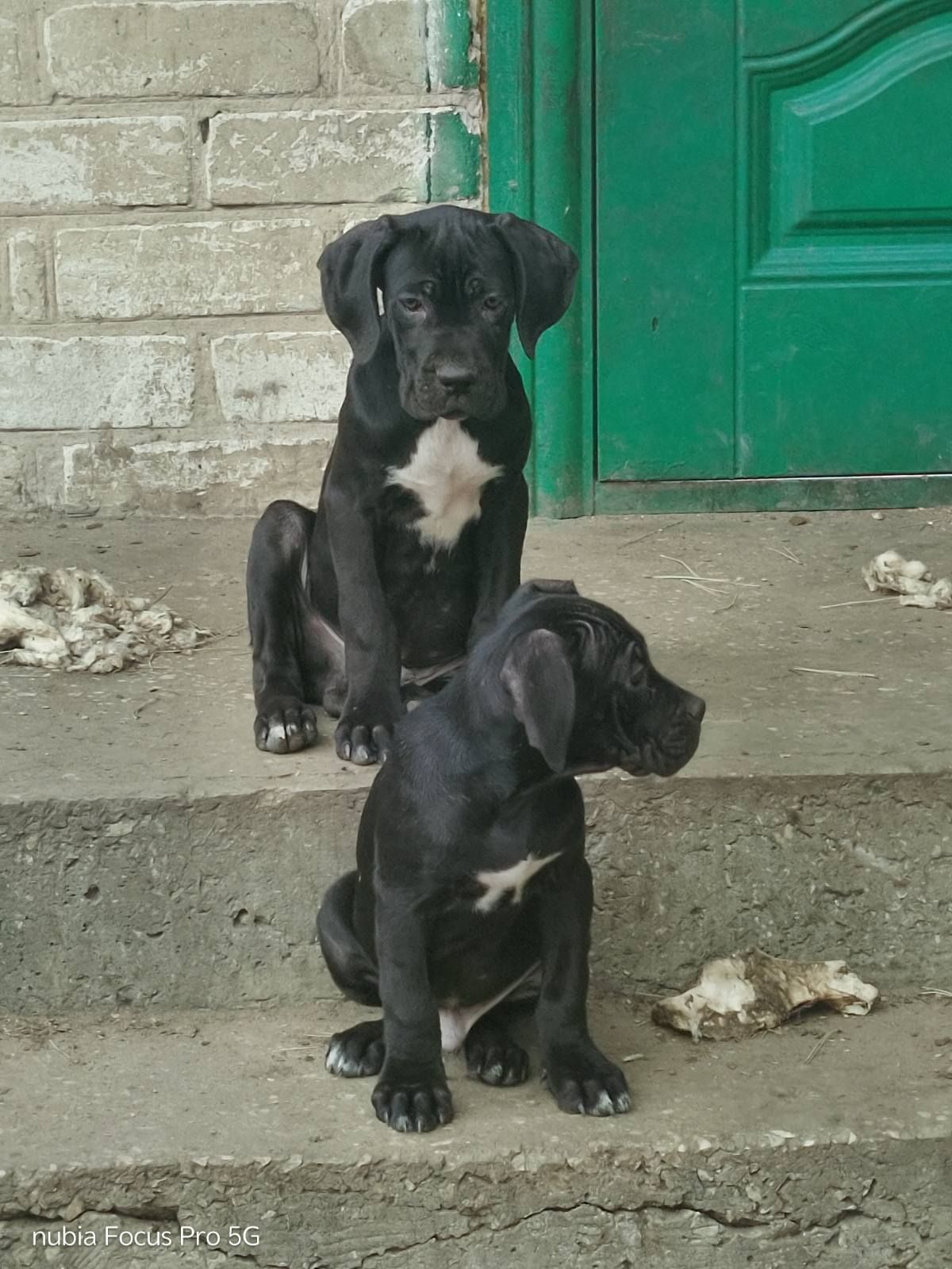 Щенки Кане Корсо