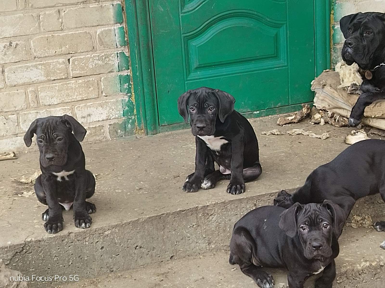 Щенки Кане Корсо