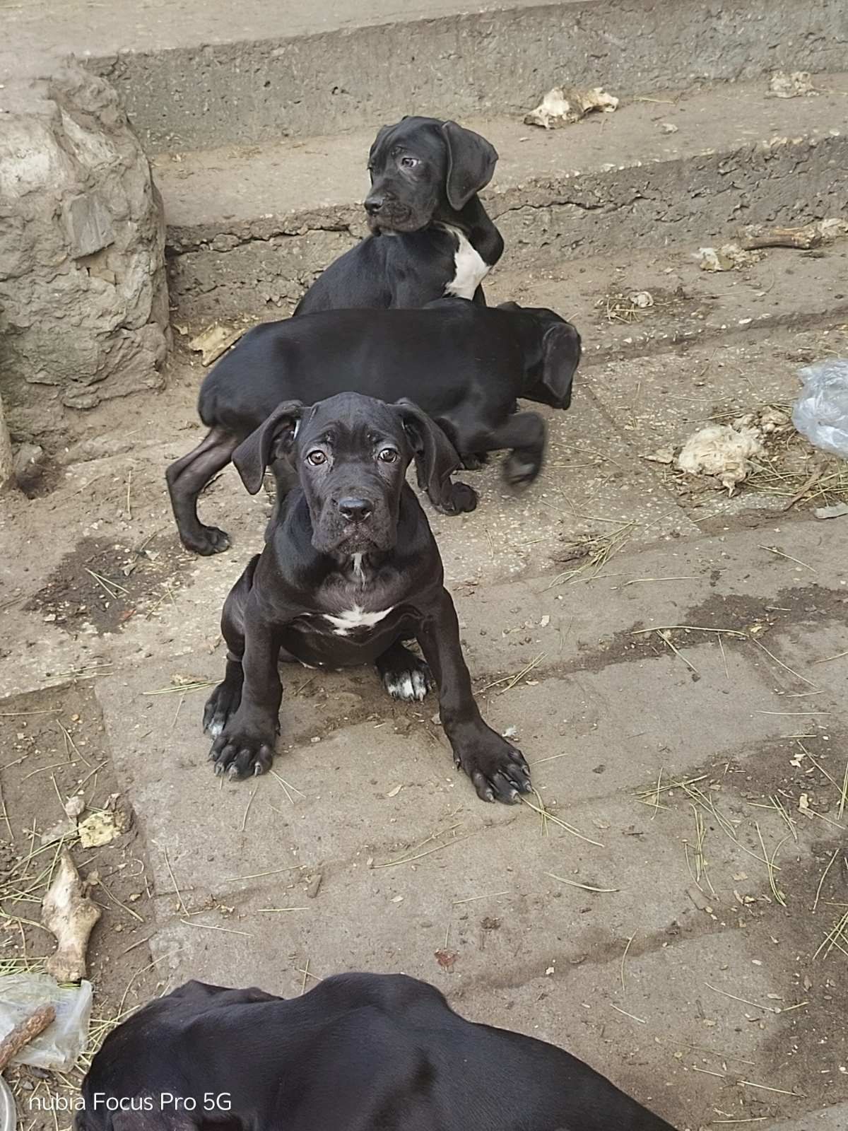 Щенки Кане Корсо