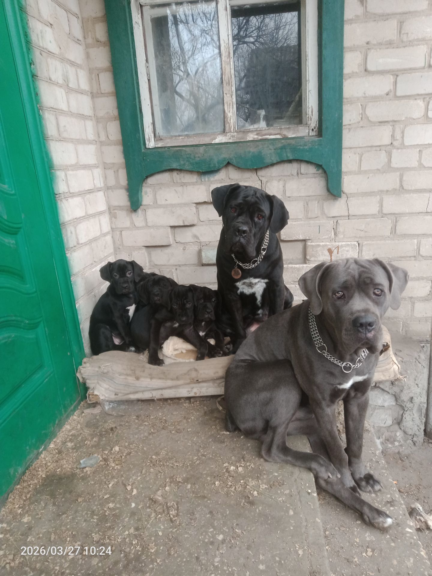 Щенки Кане Корсо