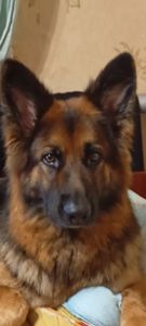 Бронювання цуценят німецької вівчарки.