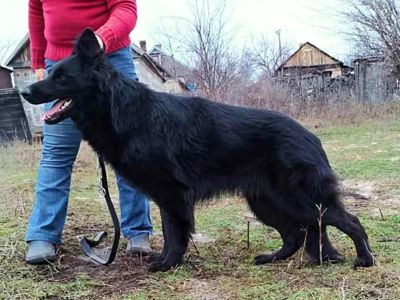 Бронювання цуценят німецької вівчарки.