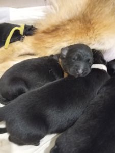 Бронювання цуценят німецької вівчарки.