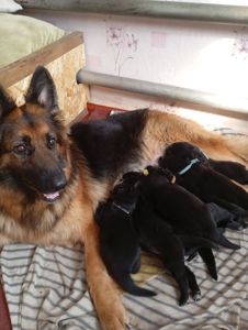 Бронювання цуценят німецької вівчарки.