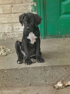 Щенки Кане Корсо