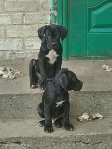 Щенки Кане Корсо