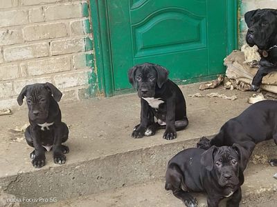 Щенки Кане Корсо