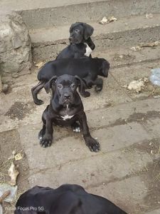 Щенки Кане Корсо