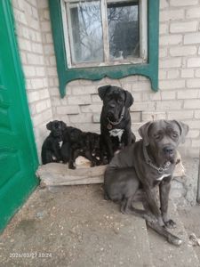 Щенки Кане Корсо